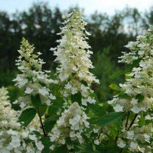 Hydrangea Kyushu - Pb5/Pb6.5