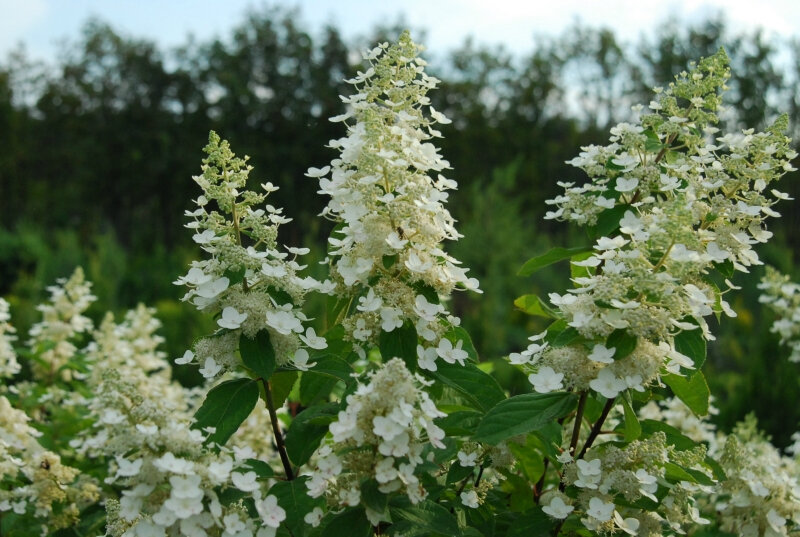 Hydrangea Kyushu - Pot