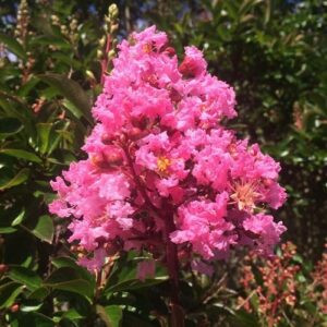 Lagerstroemia Sioux, Crepe Myrtle - Pb6.5