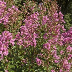 Lagerstroemia Soir D'ete, Crepe Myrtle - 2.5Ltr (40/90)