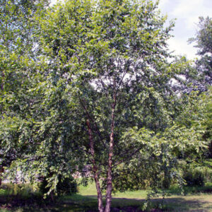 Betula Lake Coleridge