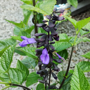 Salvia x Lake McKenzie