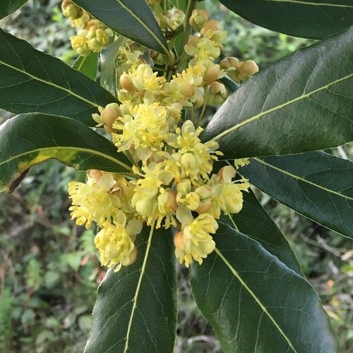 Laurus nobilis, Bay Tree - Pb18/Pb28 - Image 2