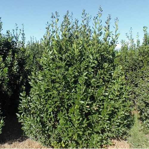 Laurus nobilis, Bay Tree - Pb12