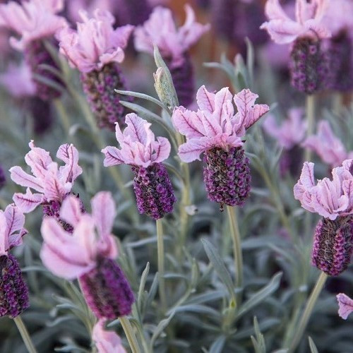 Lavandula stoechas Ghostly Princess - Pot - Image 2