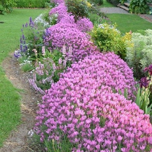 Lavandula stoechas Ghostly Princess - Pot