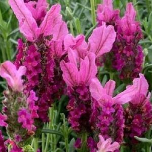 Lavandula pedunculata Raspberry Delight - 1.4Ltr