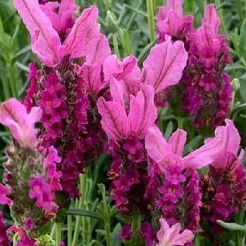 Lavandula pedunculata Raspberry Delight - 1.4Ltr