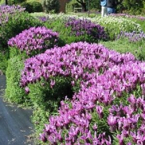 Lavandula pedunctulata Sensation Rose - 1.5Ltr