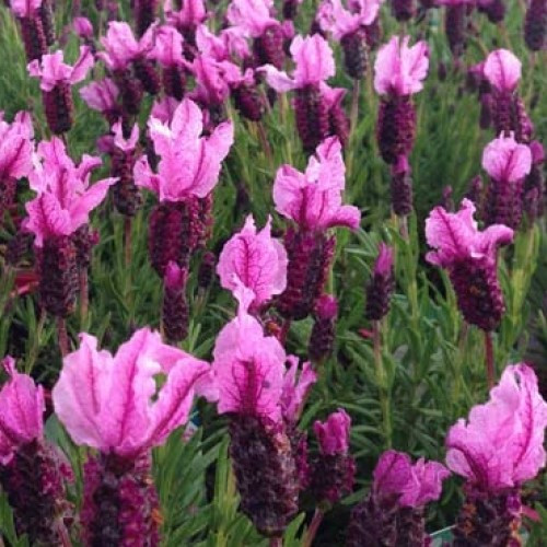 Lavandula pedunctulata Sensation Rose - 1.5Ltr - Image 2