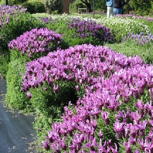 Lavandula pedunctulata Sensation Rose - 1.5Ltr