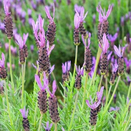 Lavandula stoechas - Pot