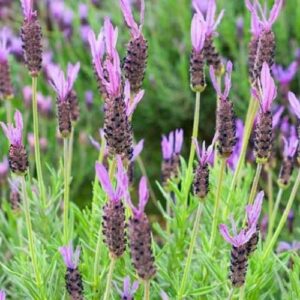 Lavandula stoechas Laveanna Violet-Blue - 1.5Ltr