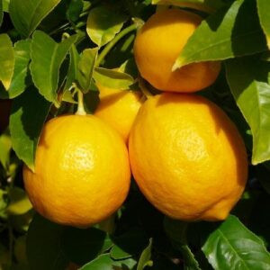 Lemon Meyer topiary standard