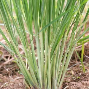 Cymbopogon citratus, Lemongrass - Pb6.5