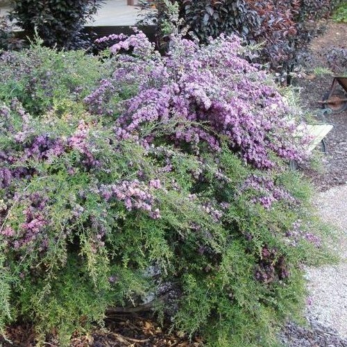 Leptospermum Pageant, Tea Tree - 3.3Ltr
