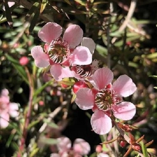 Leptospermum Pink Cascade, Manuka - Pot - Image 2