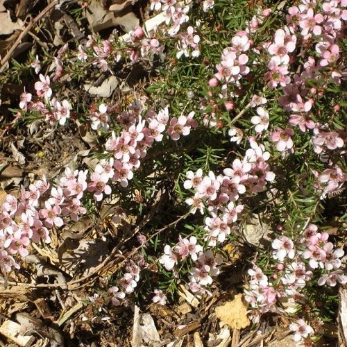 Leptospermum Pink Cascade, Manuka - Pot
