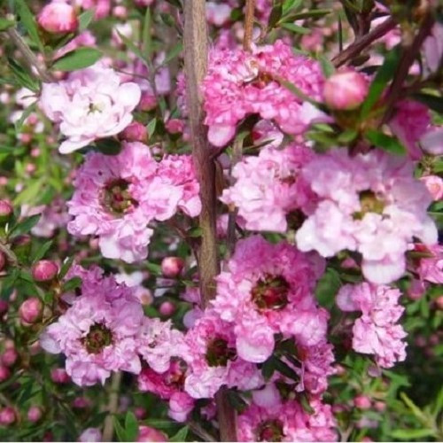 Leptospermum Coral Candy, Manuka - Pot - Image 2