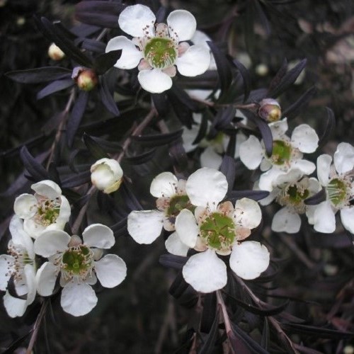 Leptospermum Dark Night, Tea Tree - 6Ltr - Image 2