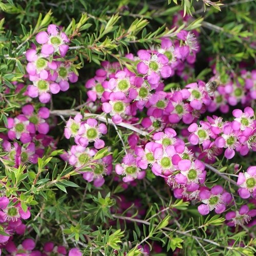 Leptospermum Pageant, Tea Tree - 3.3Ltr - Image 2