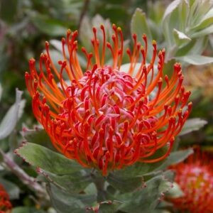 Leucospermum Amaretto, Pincushion - 1.5Ltr