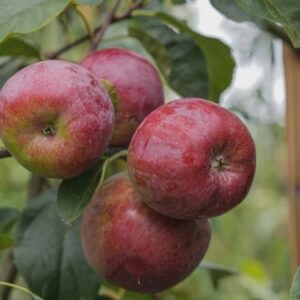 Apple Liberty