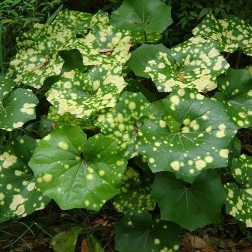 Ligularia Leopard, Tractor Seat Plant - 2Ltr/2.5Ltr - Image 2