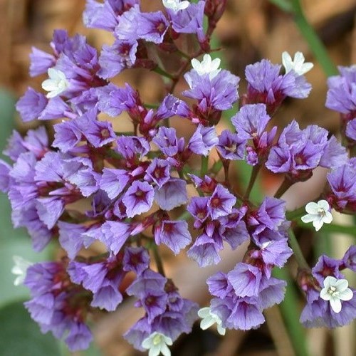 Limonium Atlantis Blue Smoke, Statice - 1.5Ltr - Image 2