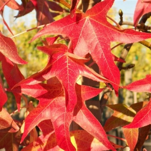 Liquidambar Palo Alto, Sweetgum - Pb40/35ltr - Image 2