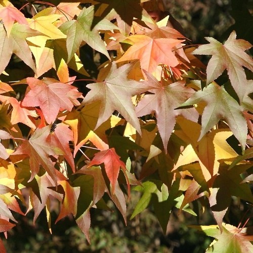 Liquidambar styraciflua, Sweetgum - Pb3 - Image 3