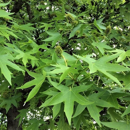 Liquidambar styraciflua, Sweetgum - Pb3 - Image 2