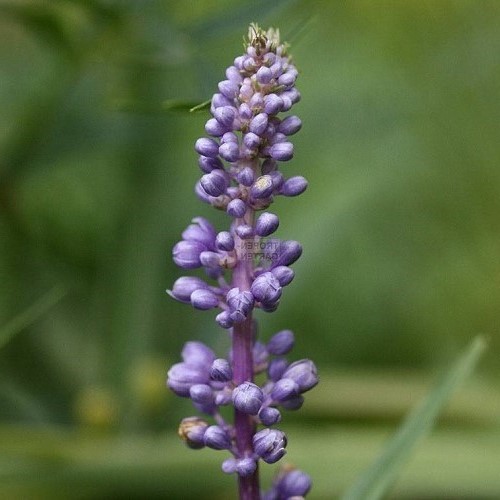 Liriope m. Okina, Frosted Monkey Grass - 2Ltr - Image 2