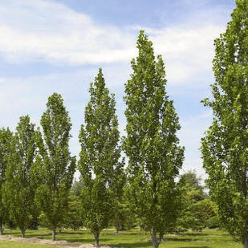 Liriodendron Arnold, Tulip Tree - Pb28 - Image 2