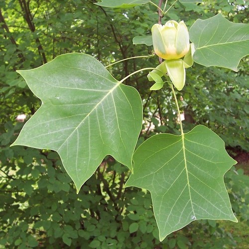 Liriodendron tulipifera, Tulip Tree - 35Ltr - Image 2
