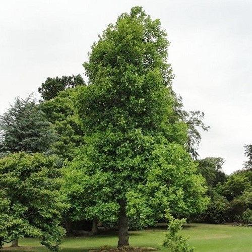 Liriodendron tulipifera, Tulip Tree - 35Ltr - Image 3