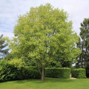 Liriodendron Variegata, Variegated Tulip Tree