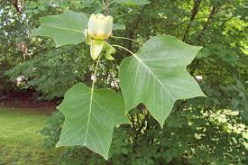 Liriodendron tulipifera, Tulip Tree - Pb6.5 (100/120) - Image 3
