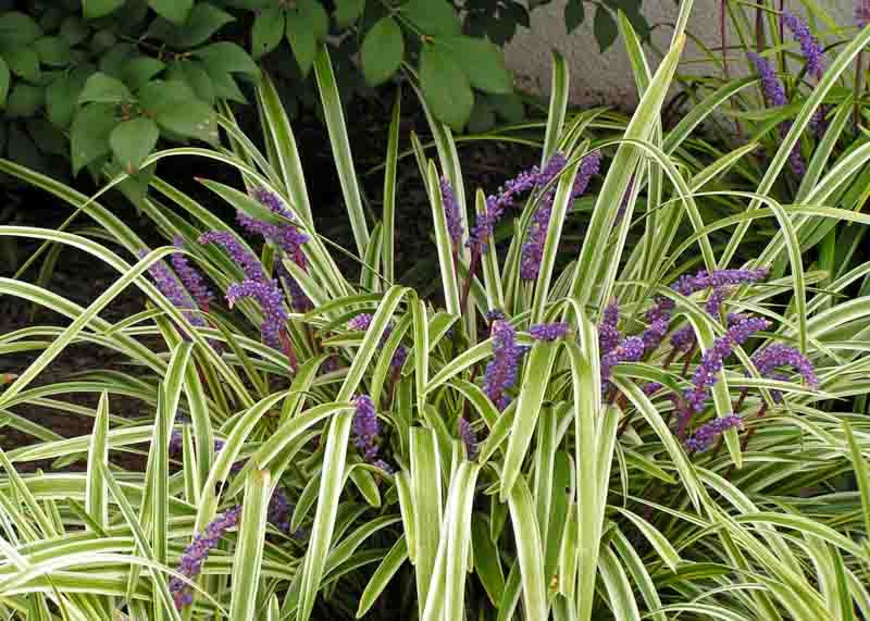 Liriope m. Variegata - Tube - Image 2