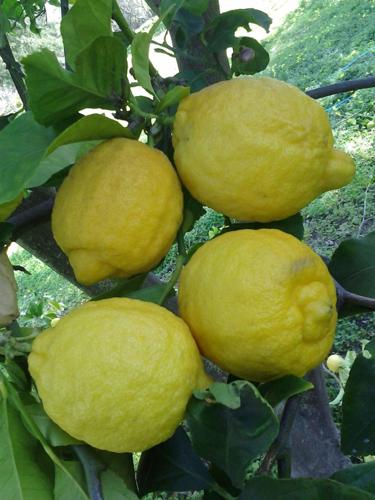 Lemon Lisbon - PB28/12ltr