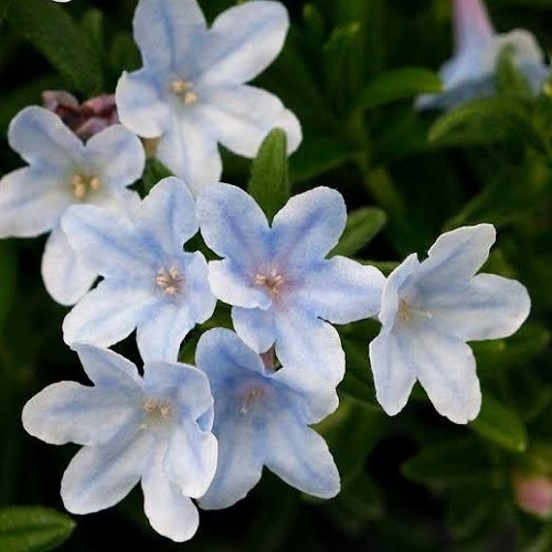 Lithodora Crystal Blue, Gromwell - 1.5Ltr - Image 2