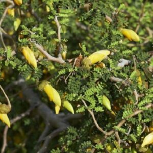 Sophora Little Baby