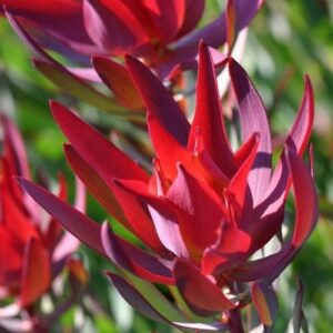 Leucadendron Little Devil - 1.5L