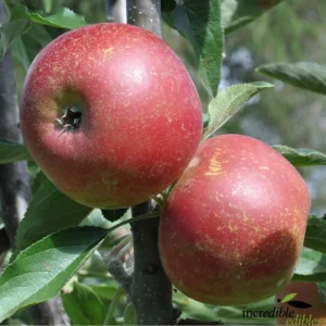 Apple Little Rascal