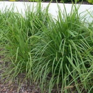 Lomandra c. Green Allure - Pb3