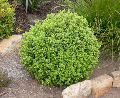 Topiary - Lonicera nitida 1 sphere - pb12 - Image 2