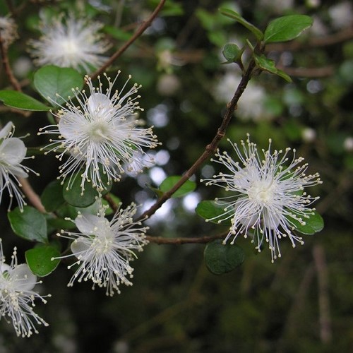 Lophomyrtus obcordata, Rohutu - 2.5Ltr - Image 2