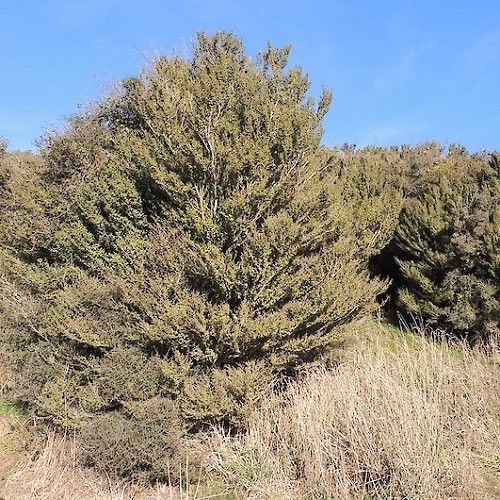 Lophomyrtus obcordata, Rohutu - 2.5Ltr