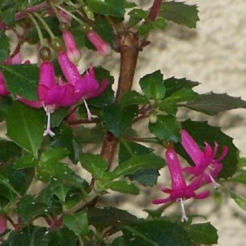 Fuchsia Lottie Hobby - Pb3 - Image 2