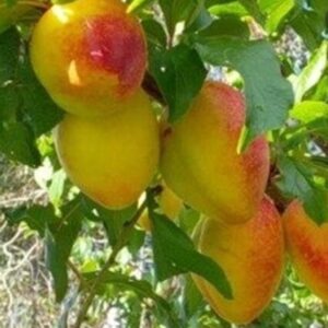 Plum Luisa